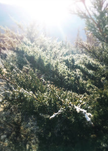 Winter Medicine: Evergreens