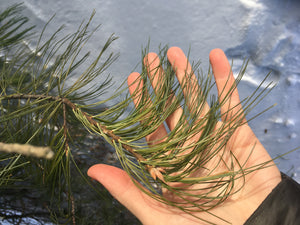 Winter Medicine: Pine