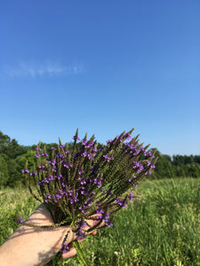 Bioregional Herbalism - The Medicine of Place