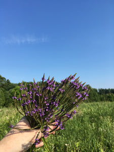 Bioregional Herbalism - The Medicine of Place