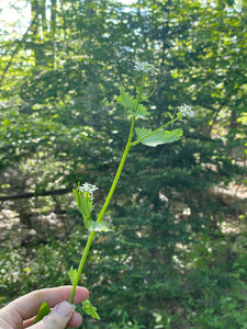 Garlic Mustard, Perfection, and Grace