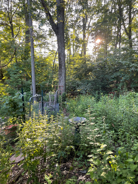Creating Habitat: Inviting Life to Your Backyard