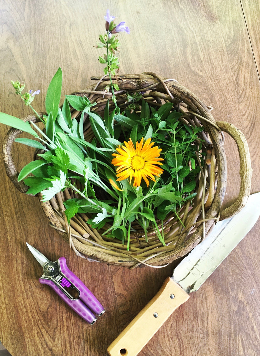 How to Harvest and Store Herbs Northern Sky Botanicals
