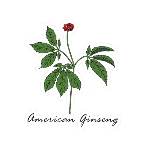 American Ginseng Sticker