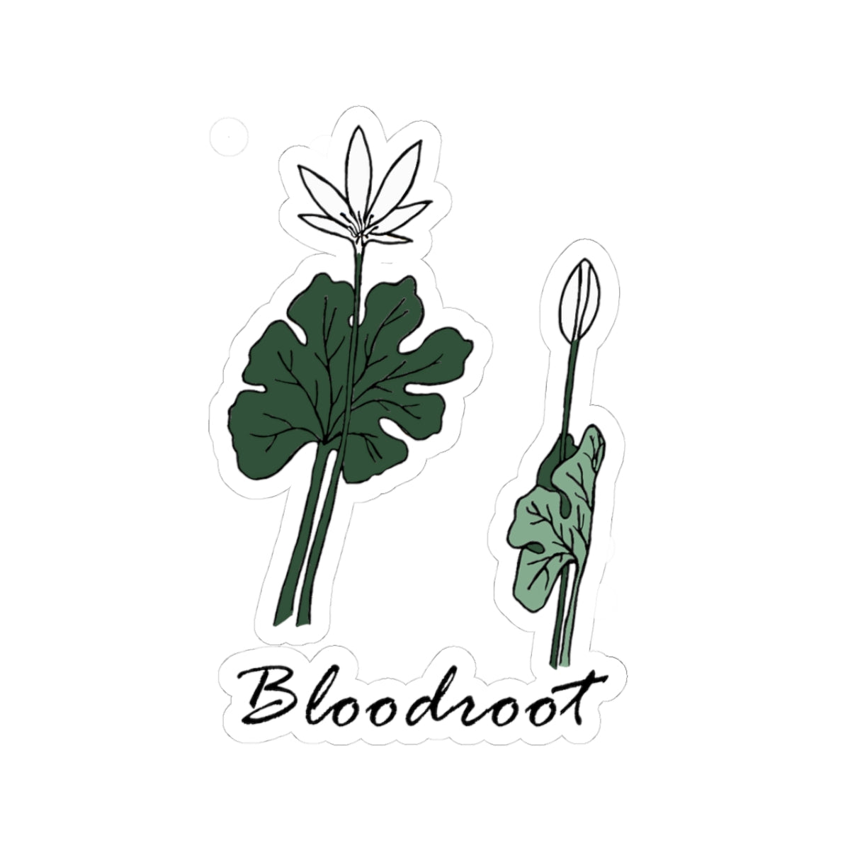 Bloodroot Sticker