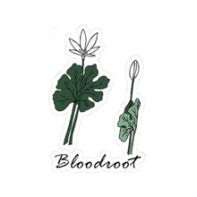 Bloodroot Sticker