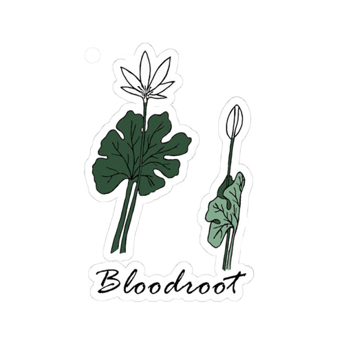 Bloodroot Sticker