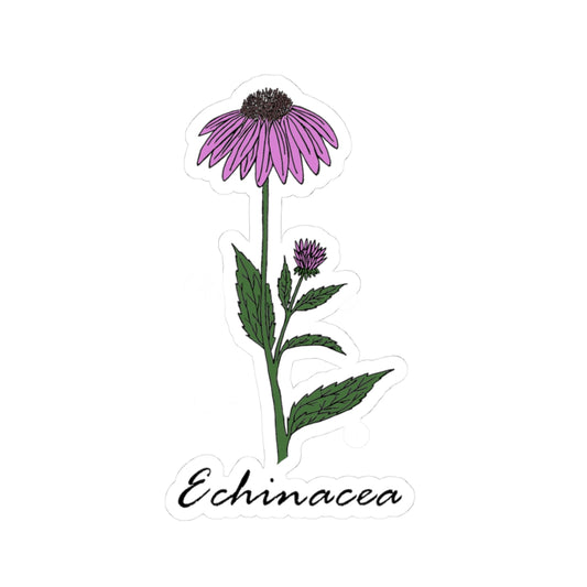 Echinacea Sticker