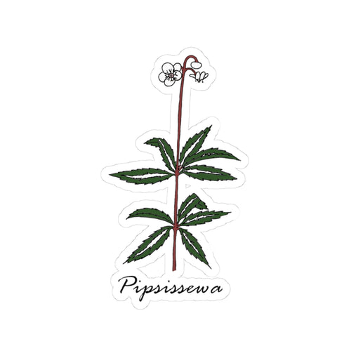 Pipsissewa Sticker