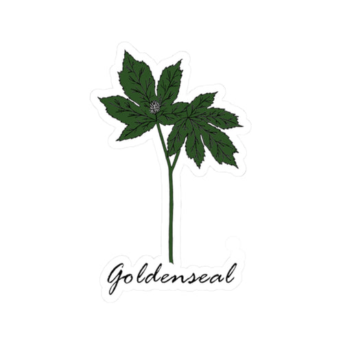 Goldenseal Sticker