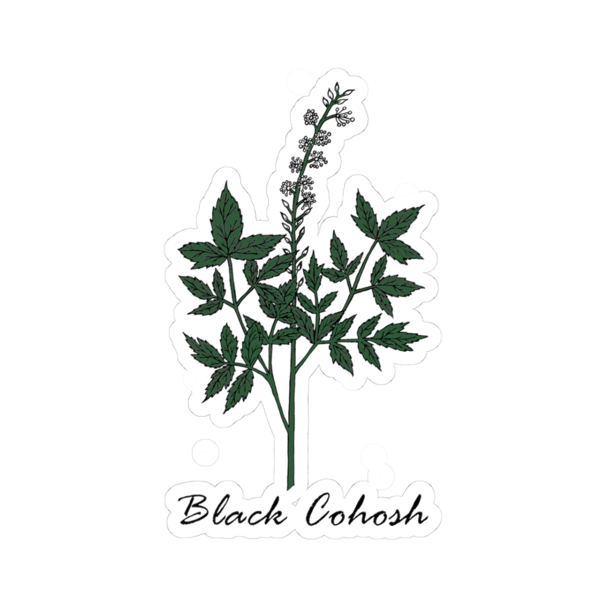 Black Cohosh Sticker