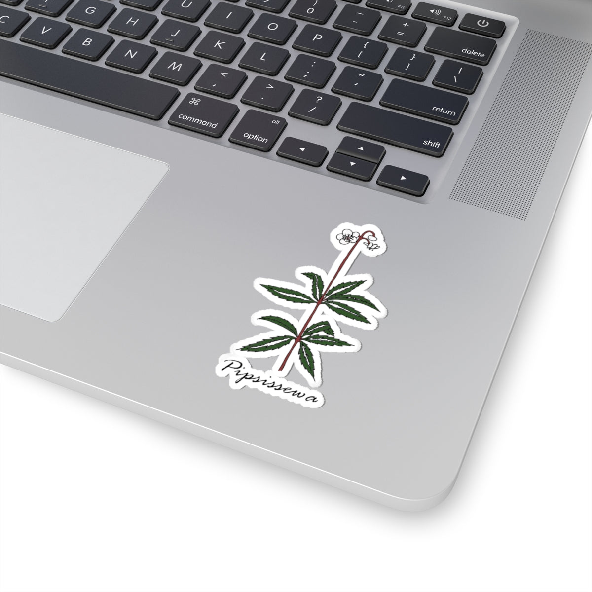 Pipsissewa Sticker
