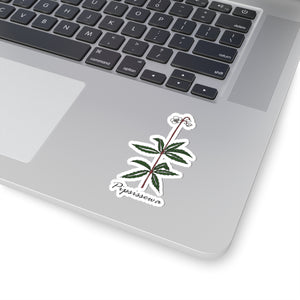 Pipsissewa Sticker