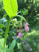 Comfrey Salve